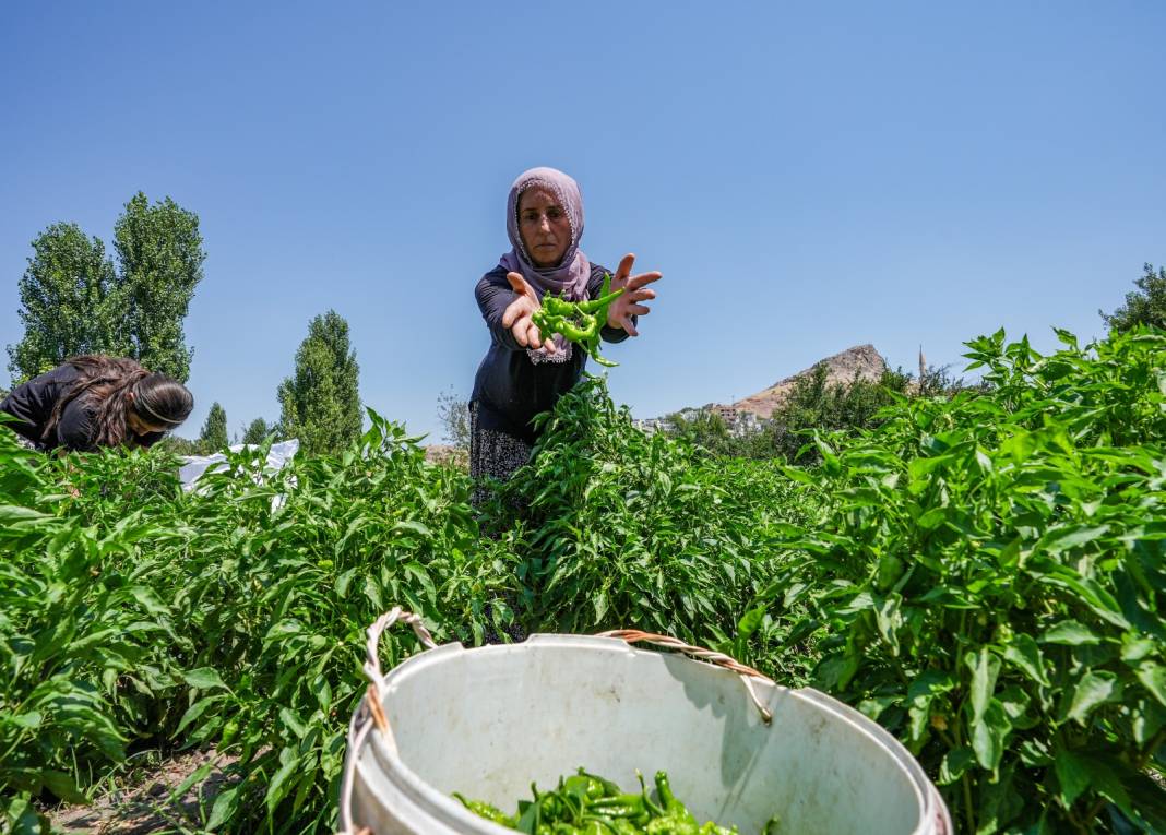 Sezonu geldi: Haftada 250 kilogramı Almanya ve İsviçre'ye yollanıyor 2